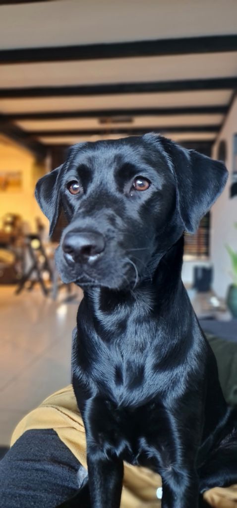 Bailey