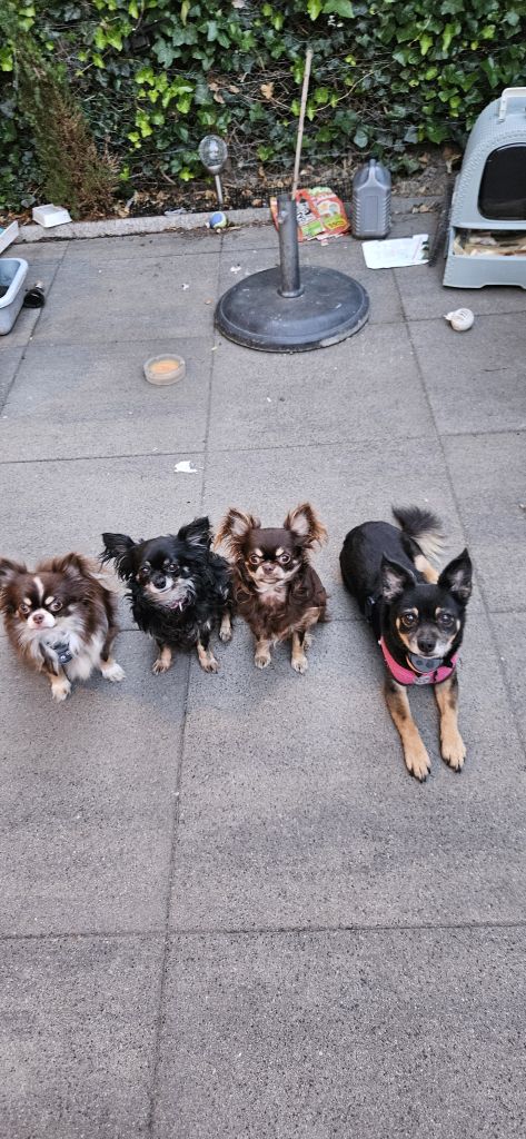 Thaise, Johnny, Quinny teddy