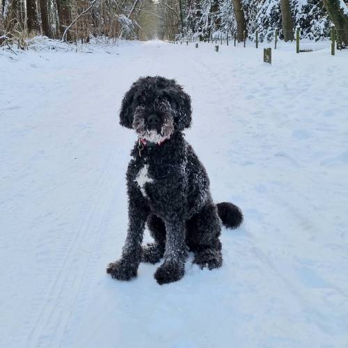 Rufus