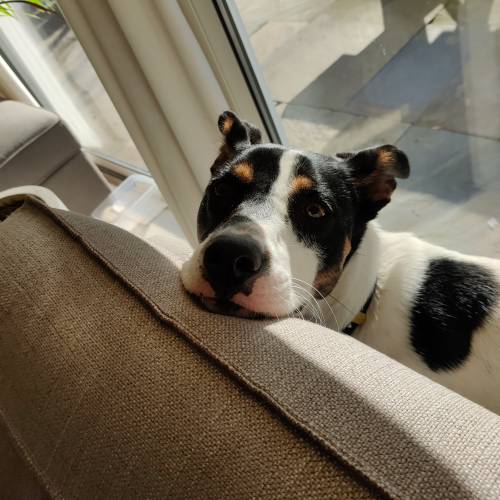 Billie