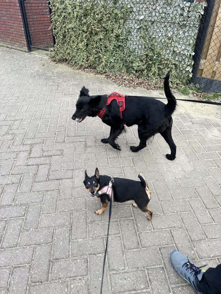 Tirana & Queenie