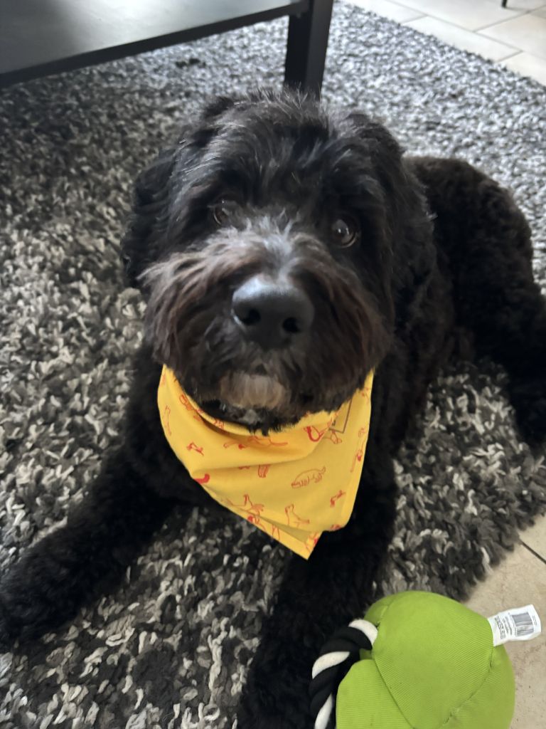 Finn