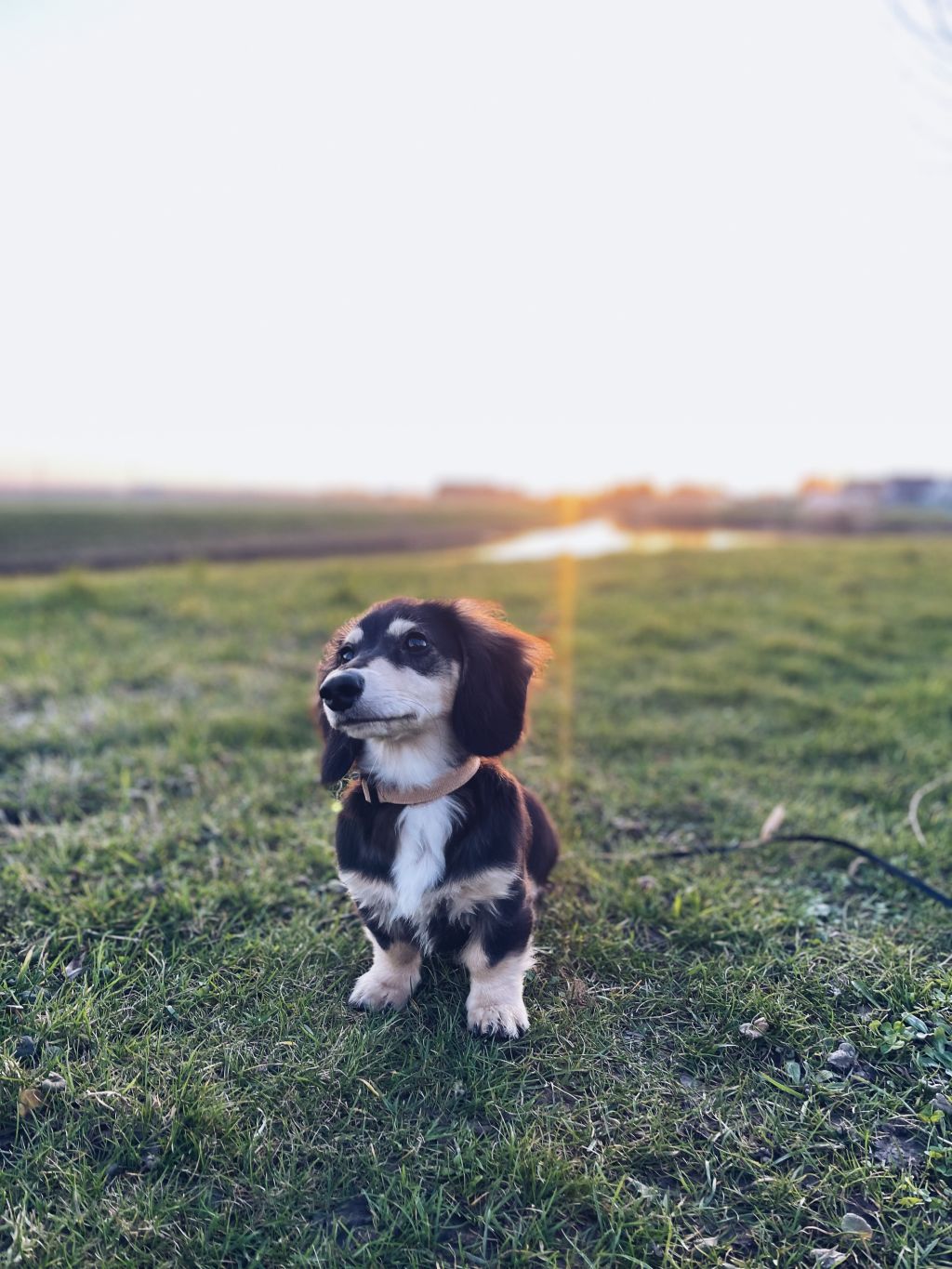 Bodhi