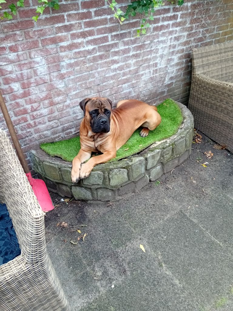 Diesel