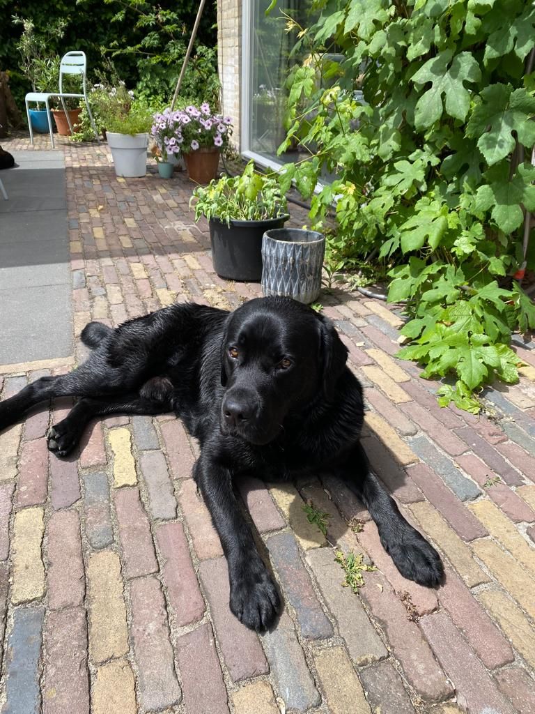 Oscar