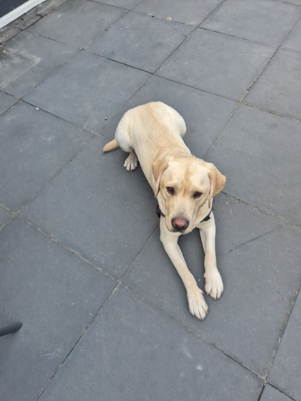 Vito