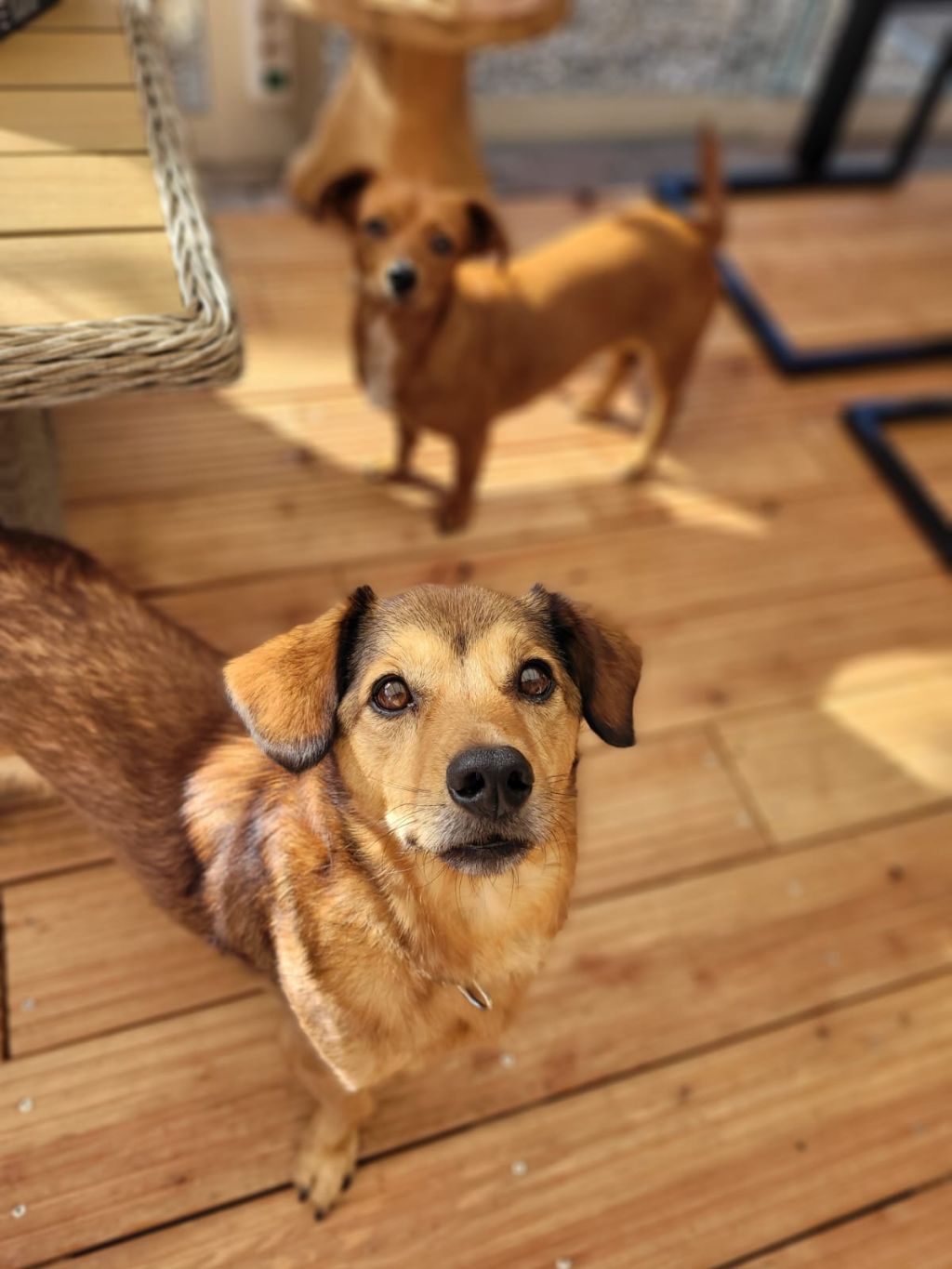 Pepper (8 jr) en Maya (3 jr)