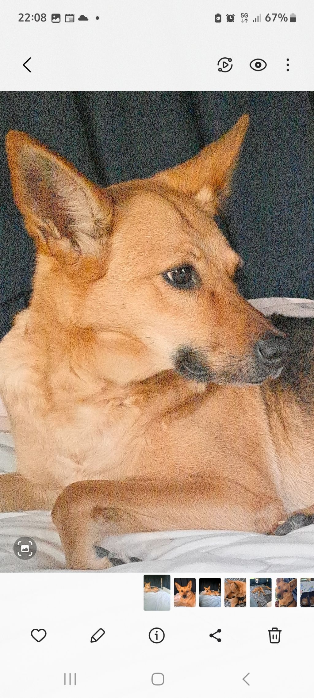 Pepper