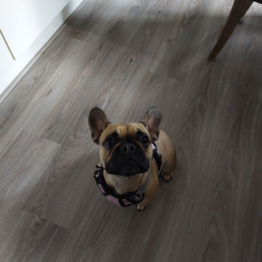Lola
