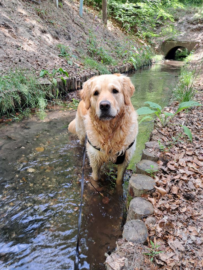 Brody