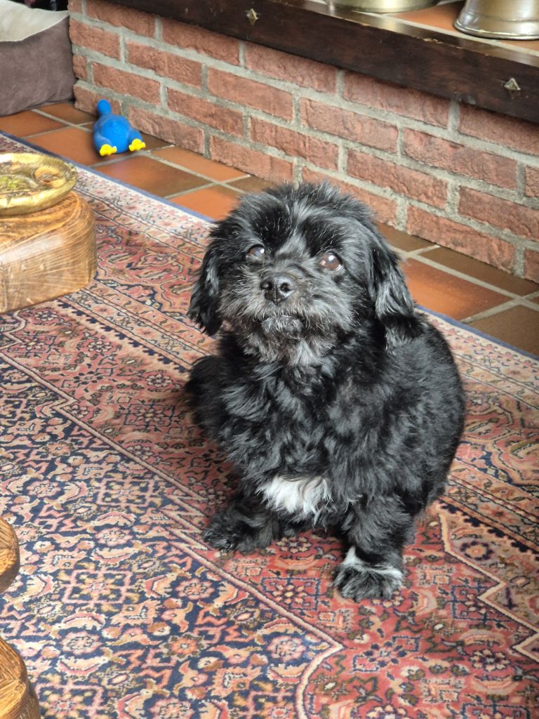 Beau