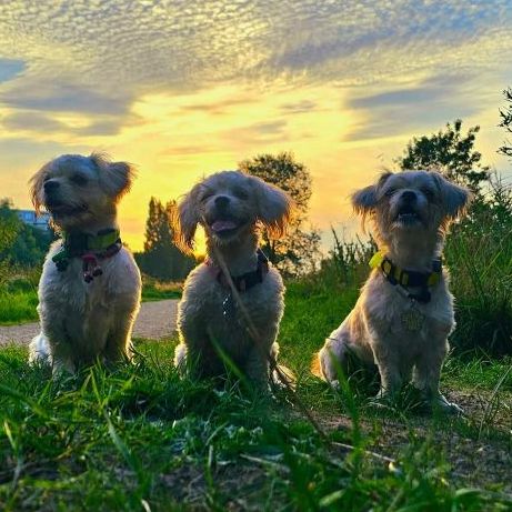 Aurora, Alina & Ziva