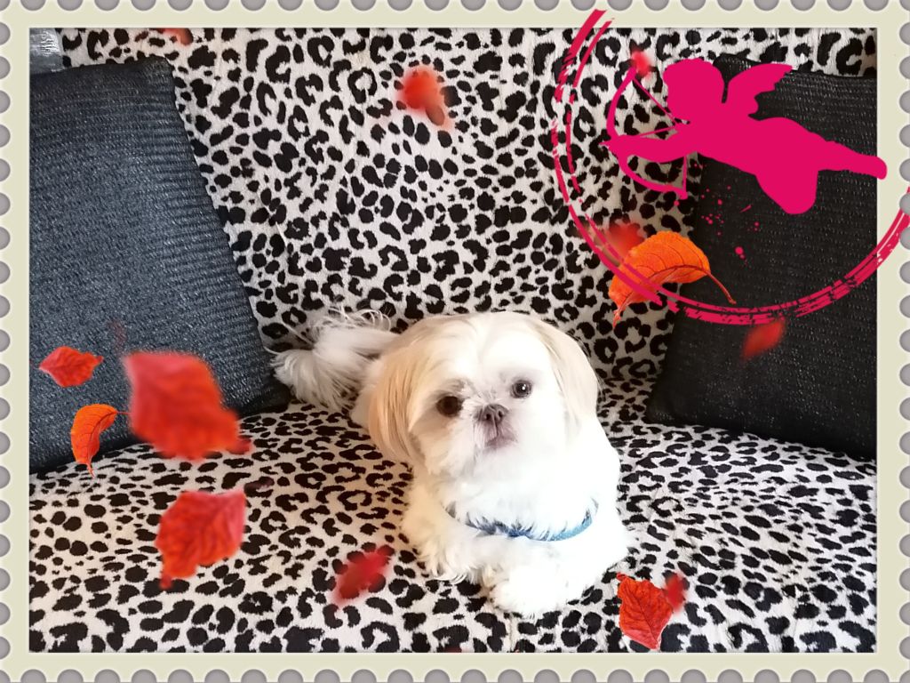 Luuk