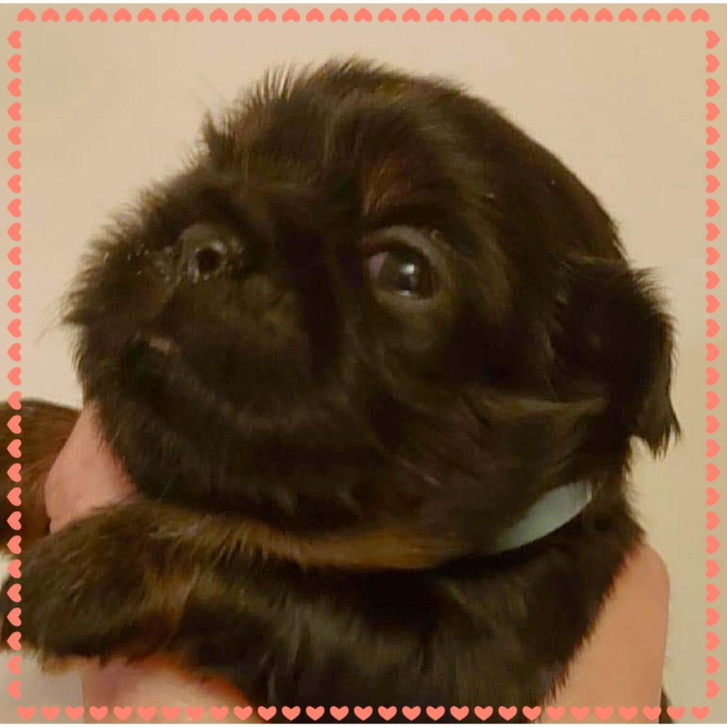 Pup