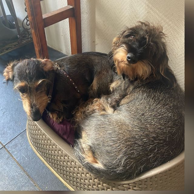 Merle en Teddy