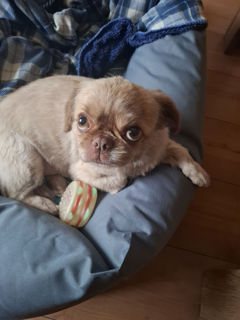 Banjo