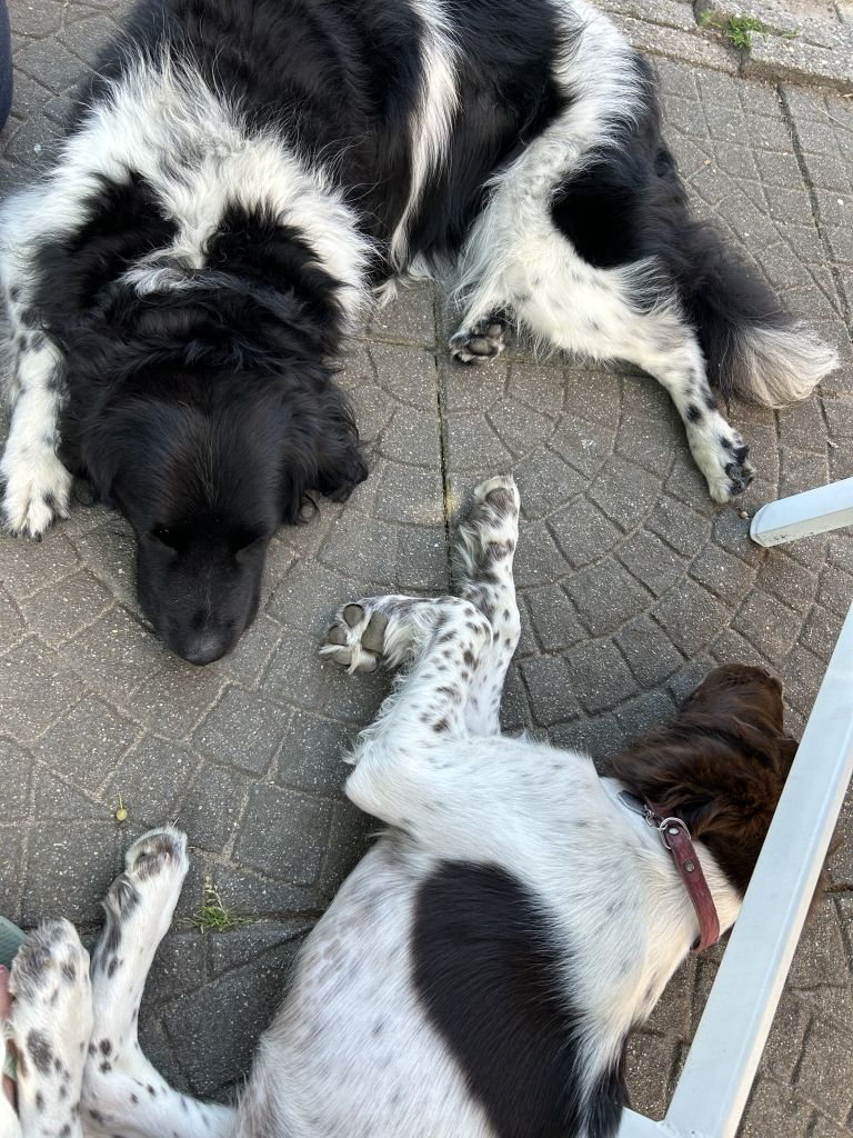 Sibbe en Alfie
