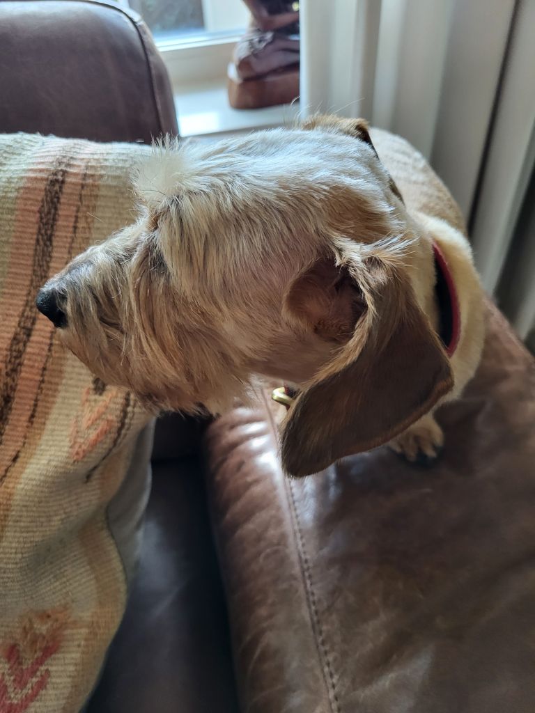 Jet