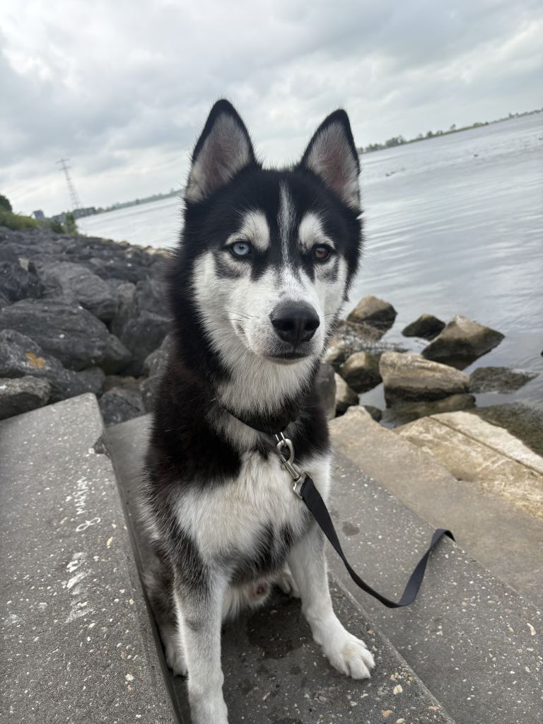Taygó