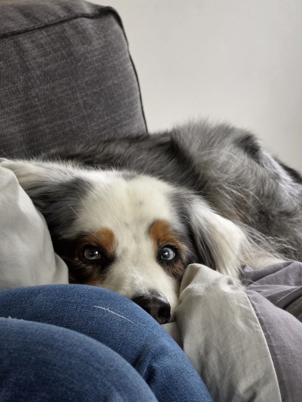 Bandit