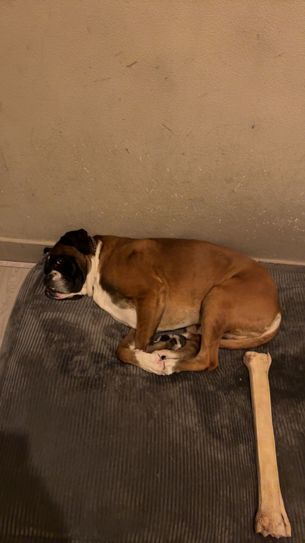 Rico