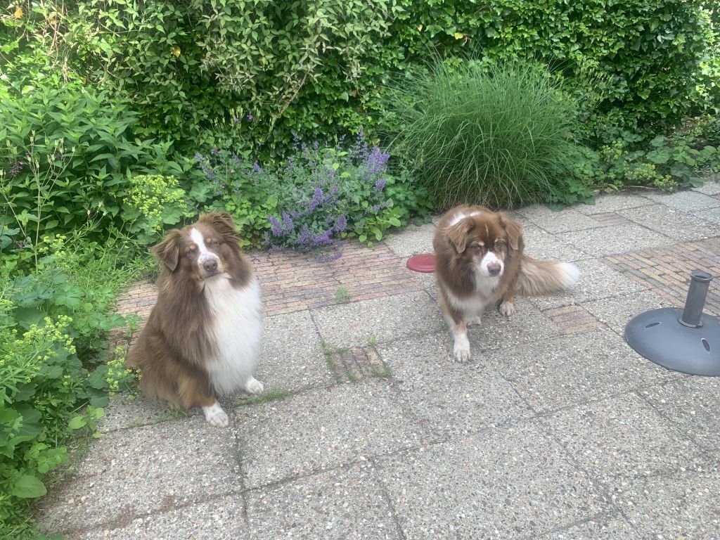 Guus en Chopper