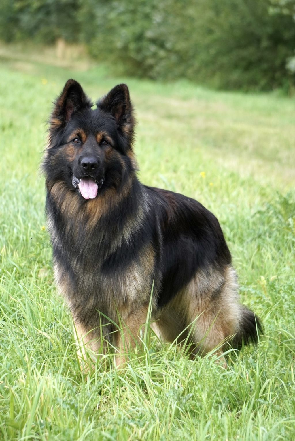 Otto