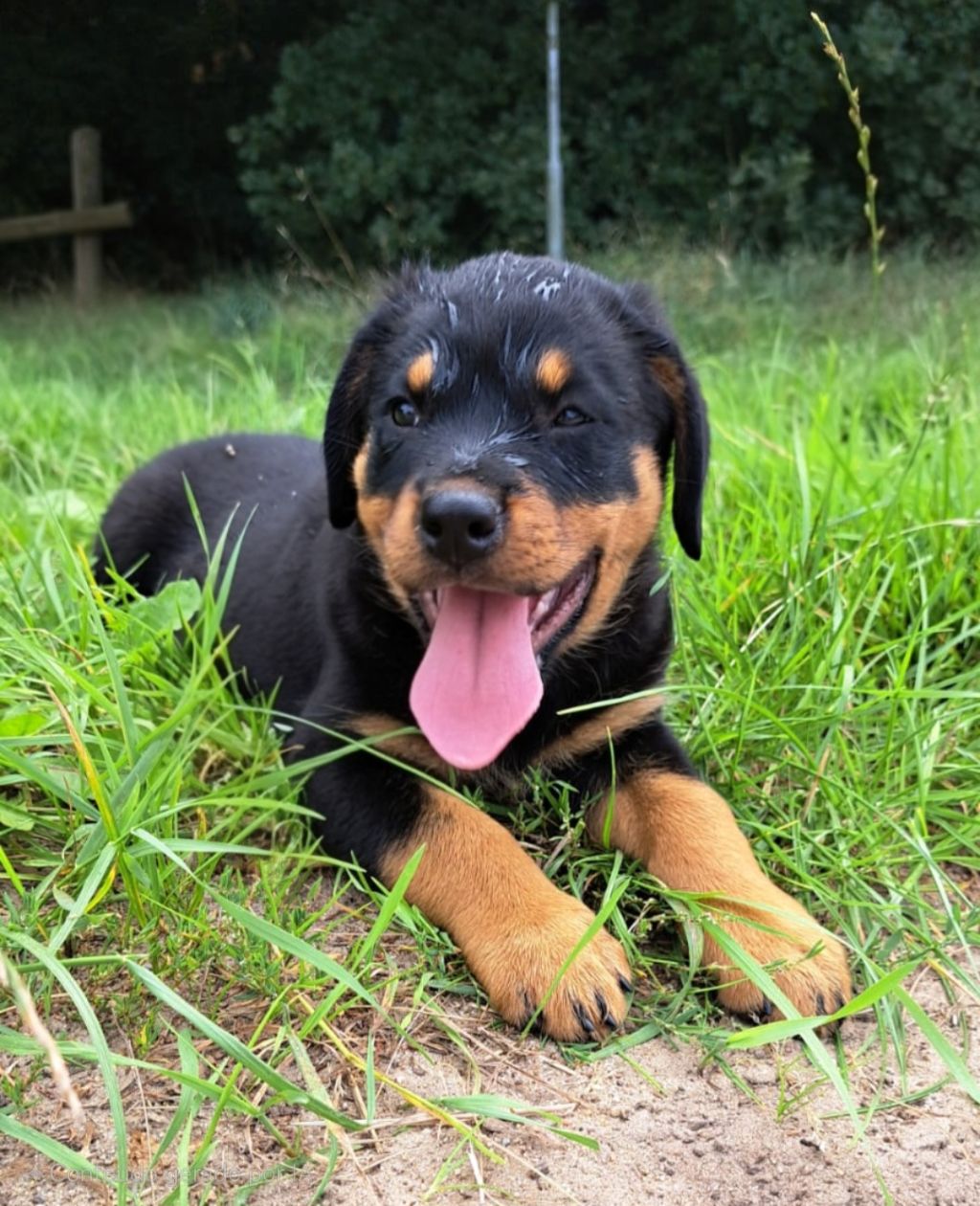 Kiara
