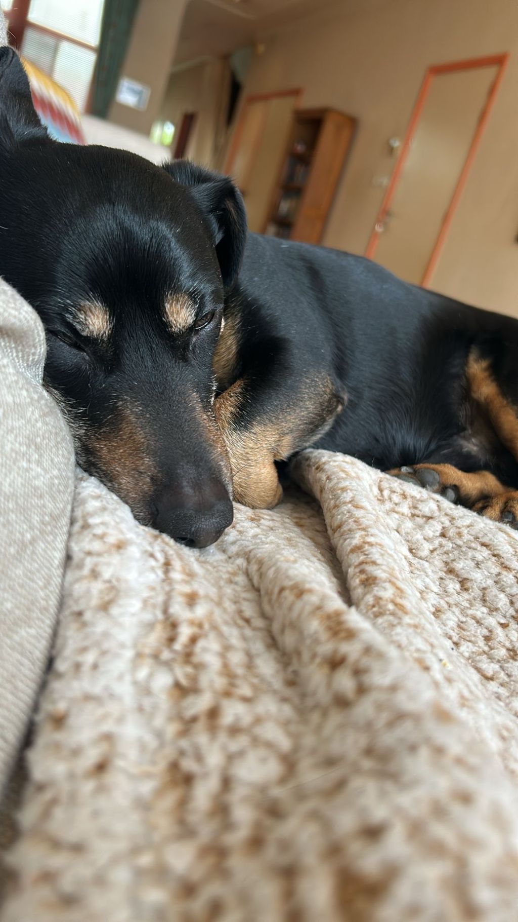 Teddy