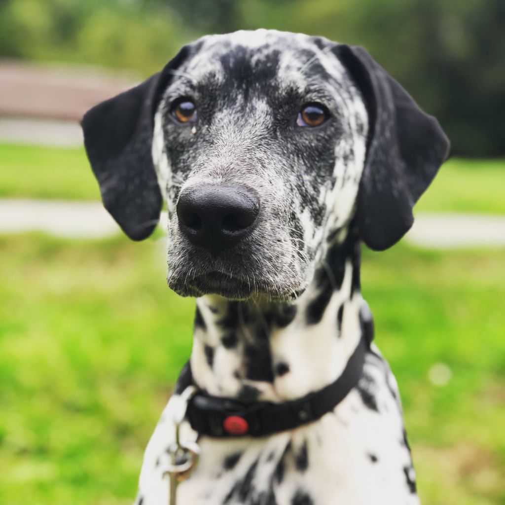 Lou
