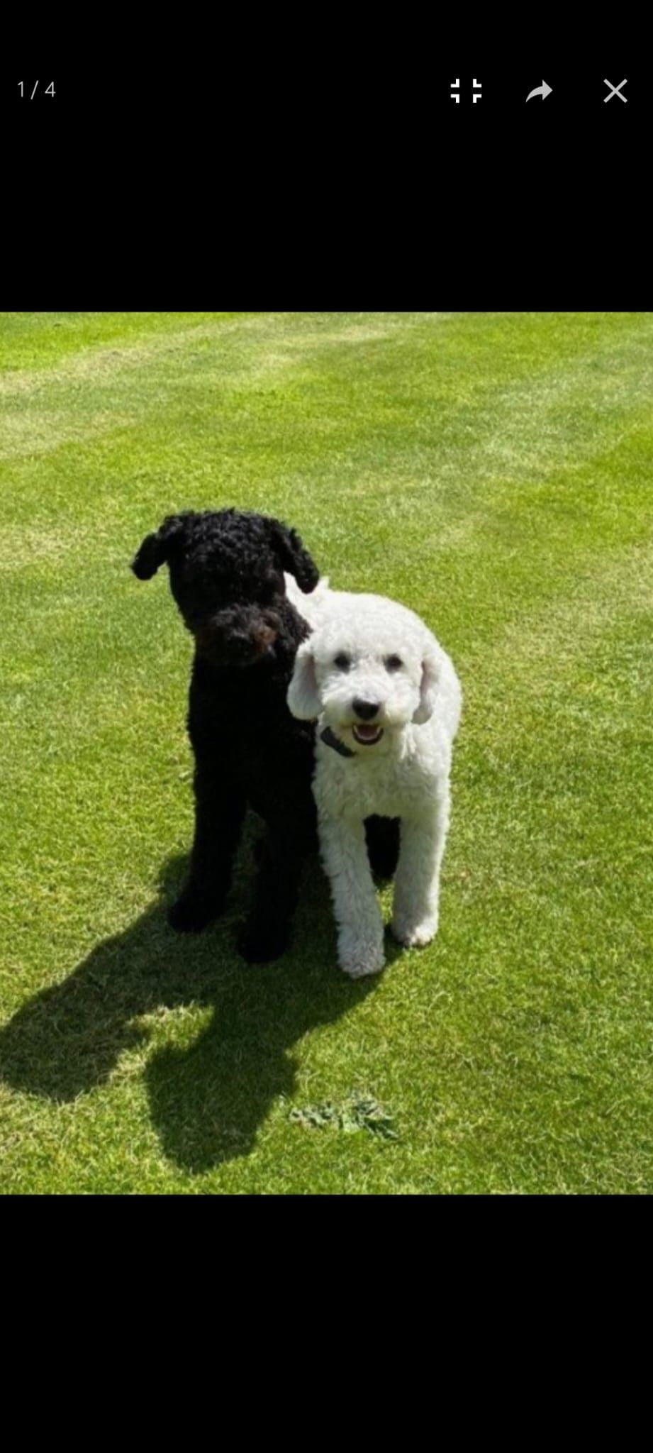Woezel & Pip