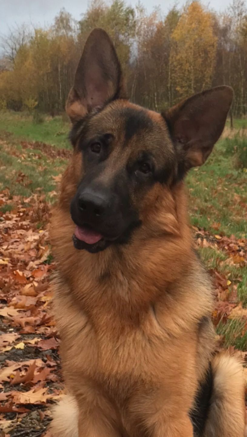 Finn