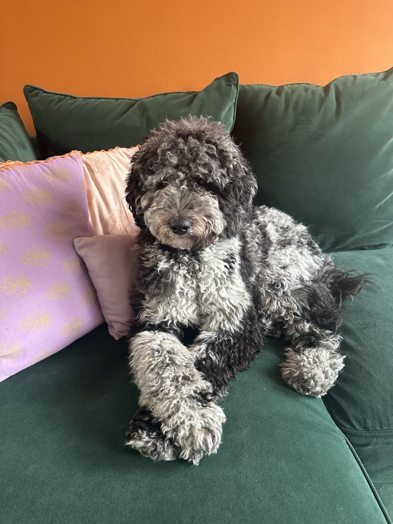 Ollie