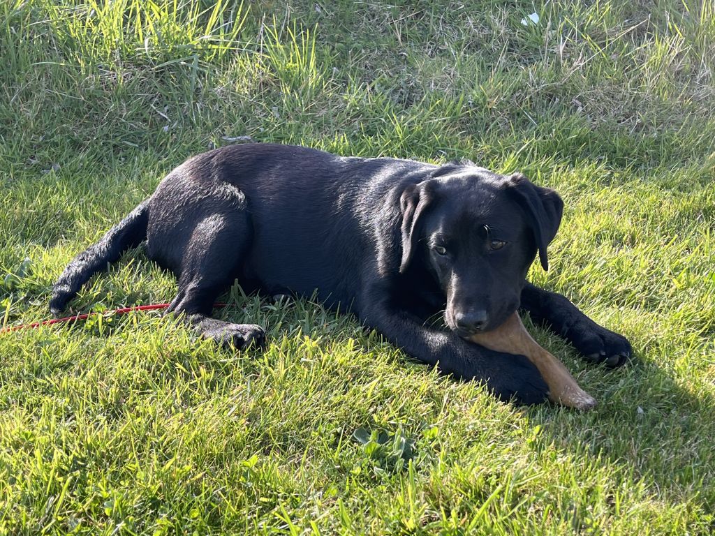 Maycie