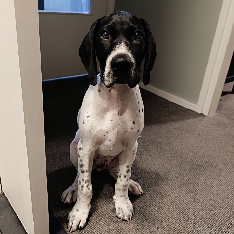 Otis