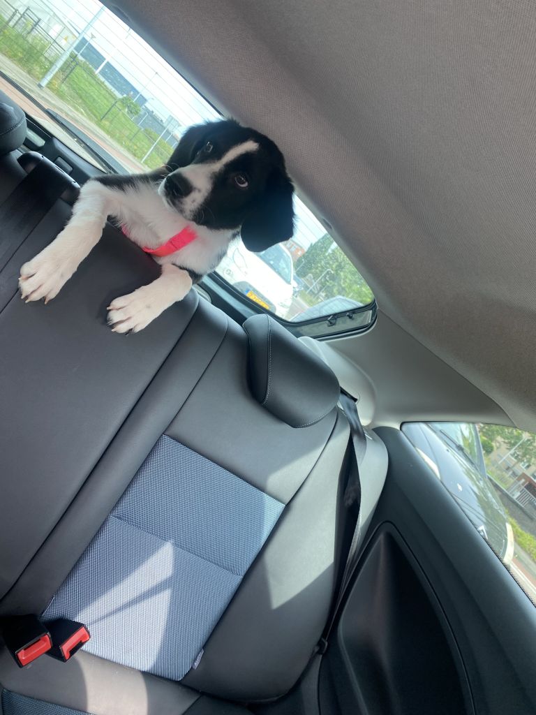 Nala