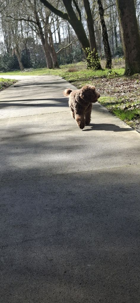 Ollie