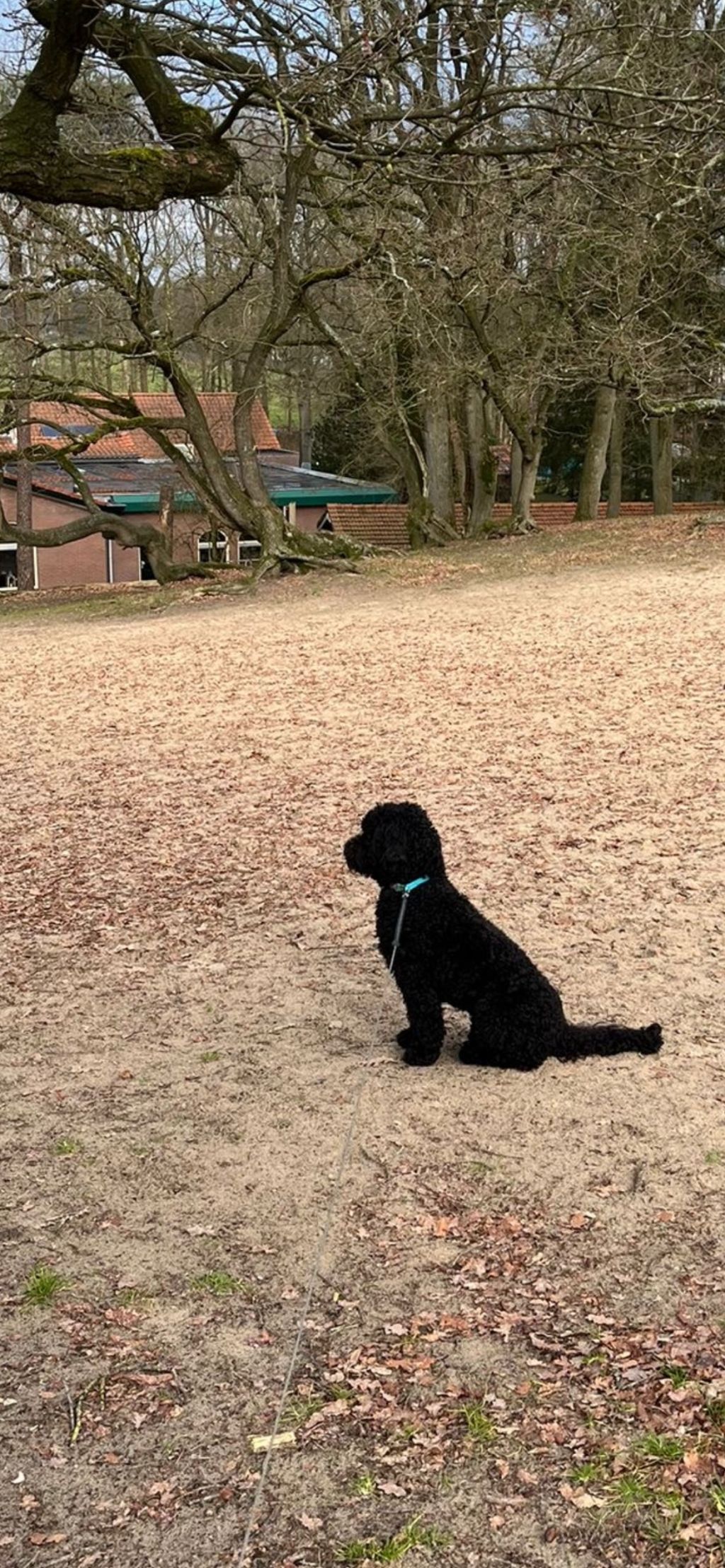 Raya( vriend of metgezel