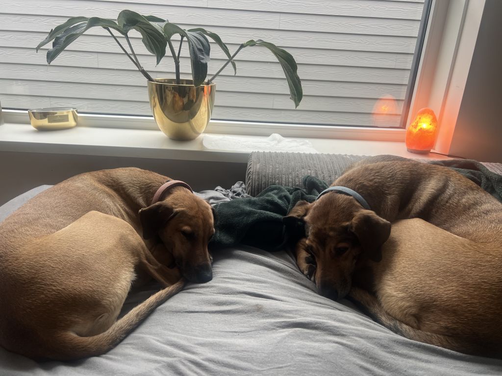 Sky; Ziva; Nala en Nero