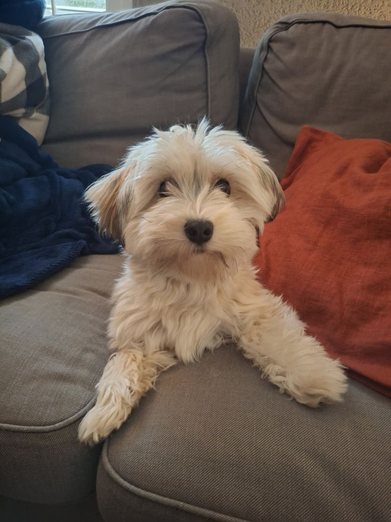 Evie