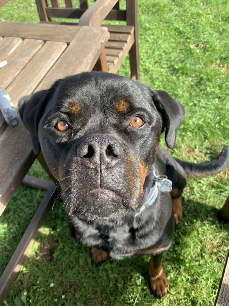 Mojo