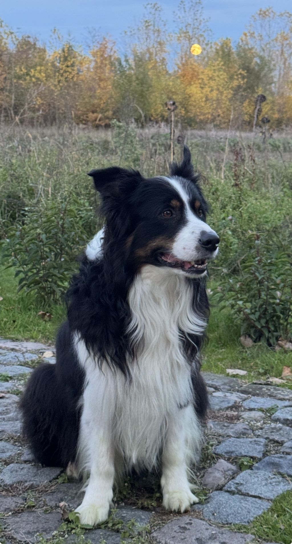 Loki