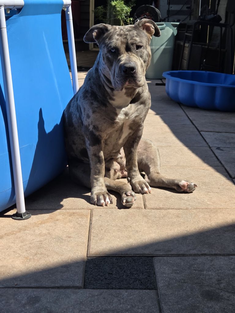 Bella en Figo