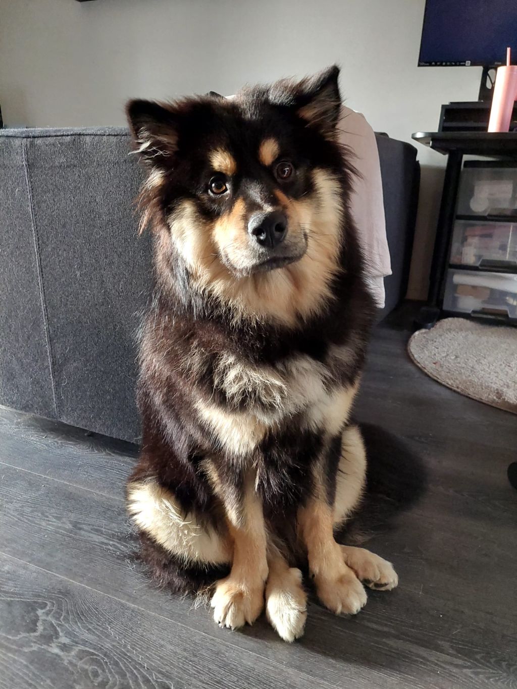Taavi