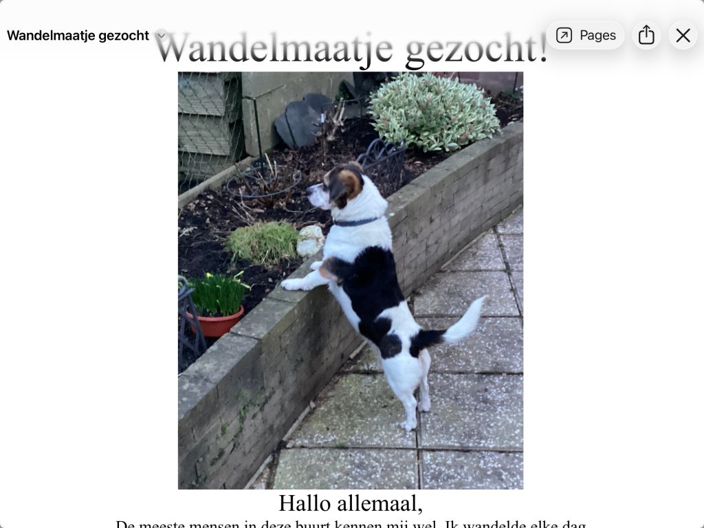 Een lieve hond van 9 jaar