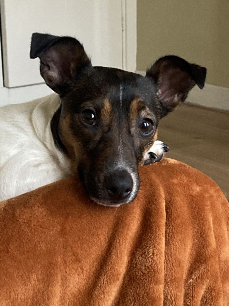 Pip