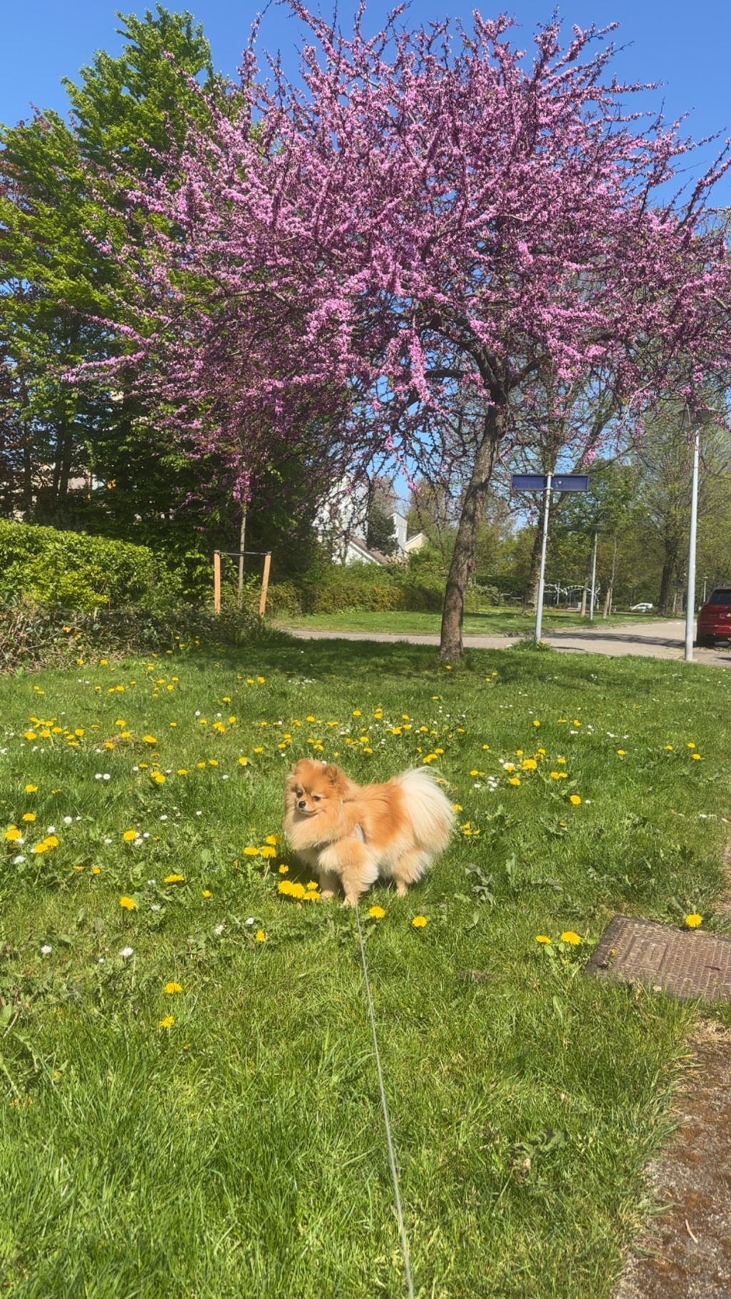 Vivi