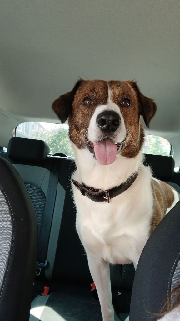Buddy