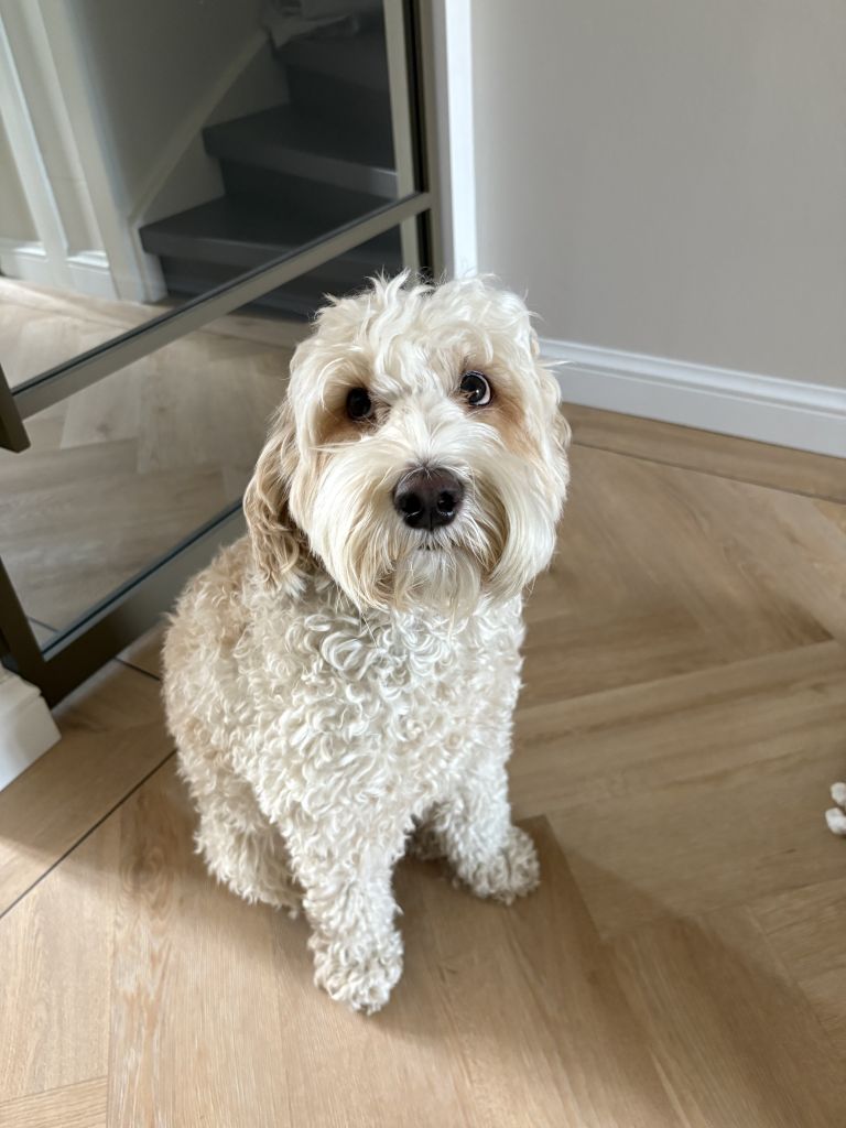 Bailey