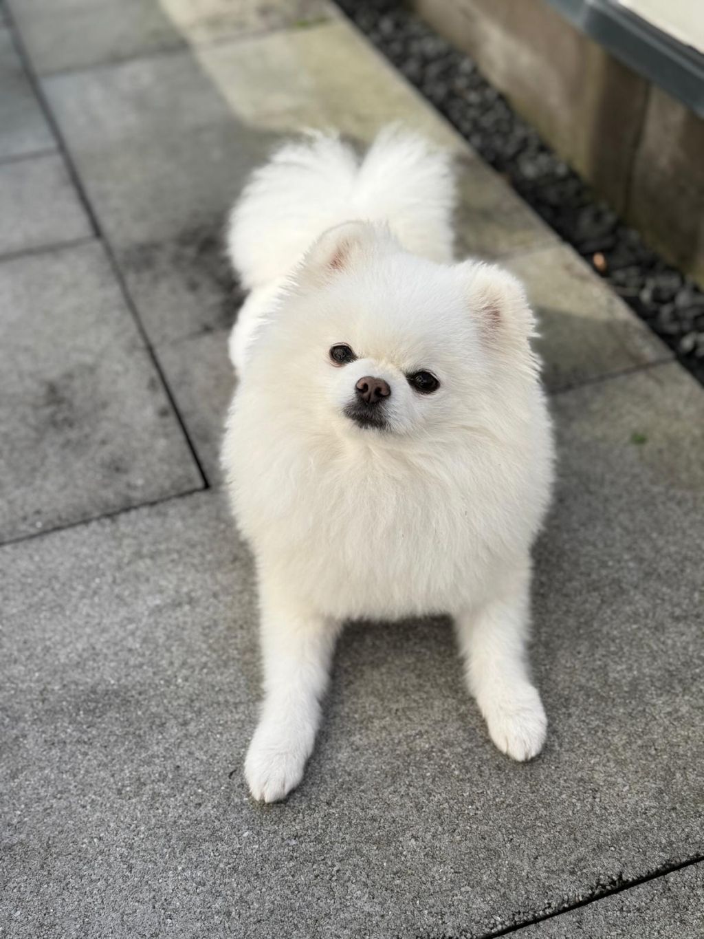 Finn